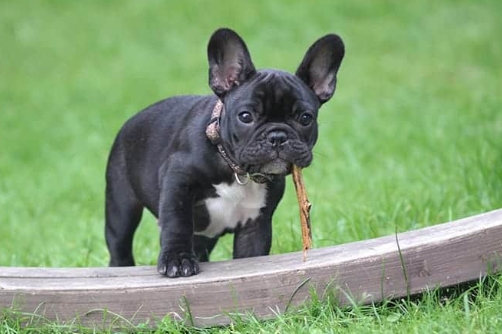 black french bulldog price