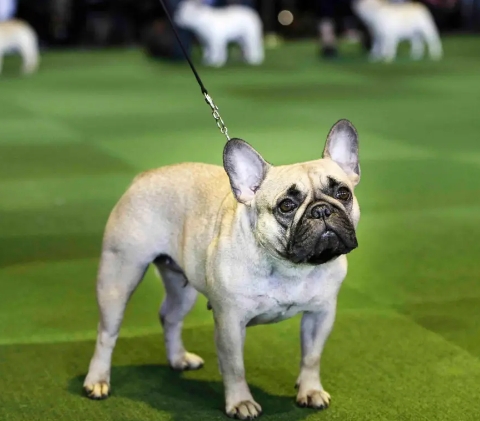 the french bulldog