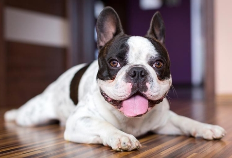 black and white french bulldog