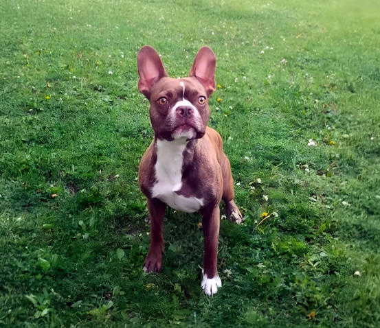 frenchton dog