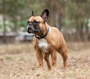 french bulldog free to good home