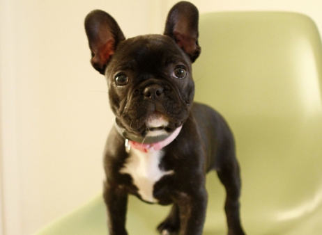 joyful noise french bulldogs