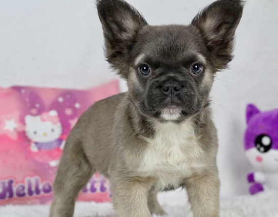 exotic french bulldog price