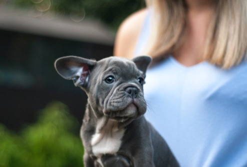 blue eyed french bulldog