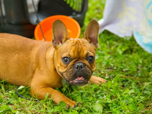 red fawn french bulldog