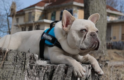 platinum lilac french bulldog