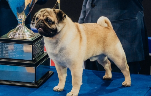 thanksgiving dog show