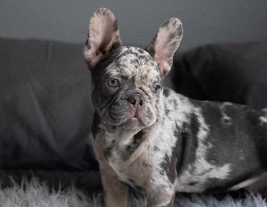 ethical frenchie