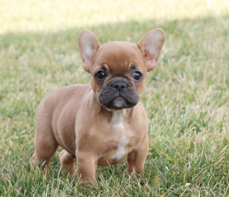 lancaster puppies french bulldog