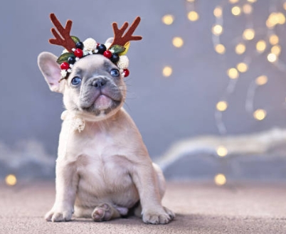 frenchie christmas