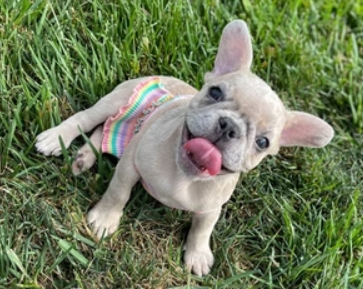lucky french bulldogs