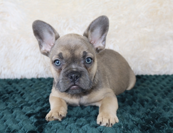 french bulldogs up for adoption near me