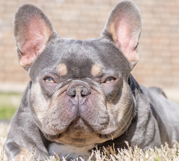 exotic french bulldog