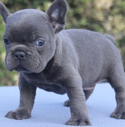 frenchies kingdom