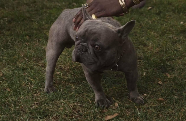 100k french bulldog