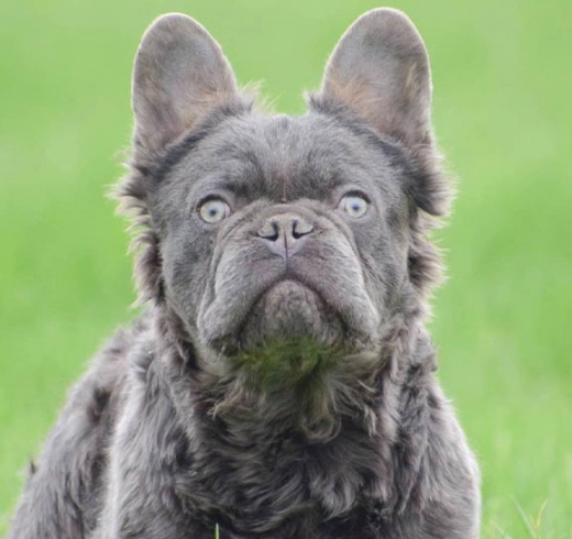 frenchie fluffy