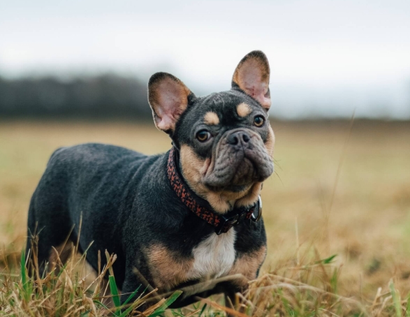 black and tan french bulldog