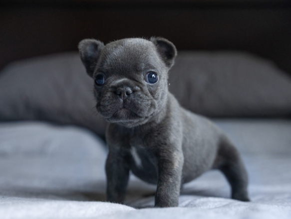 frenchie mini