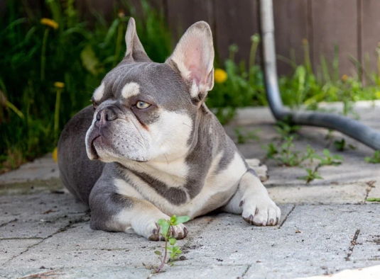 frenchie studs
