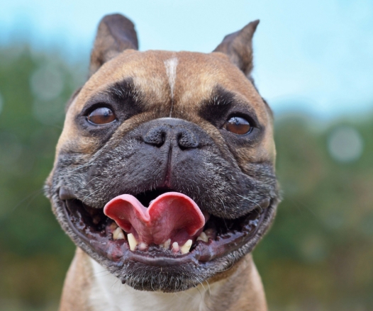 gold french bulldog