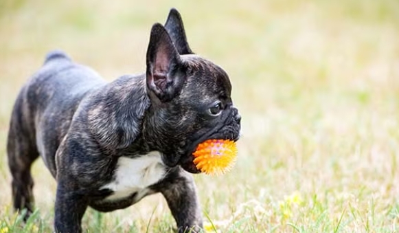 akc french bulldog price