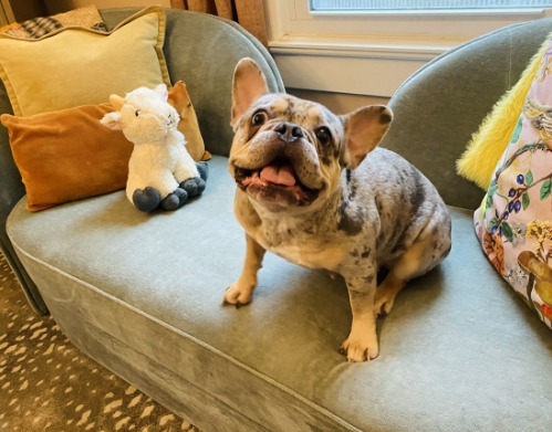 french bulldog village