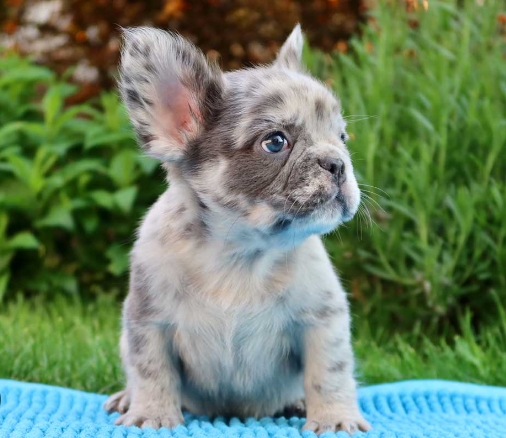 fluffy french bulldog puppies