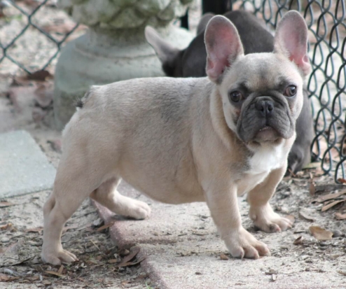 mini french bulldog price