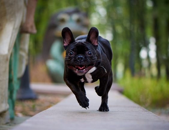 french bulldog puerto rico