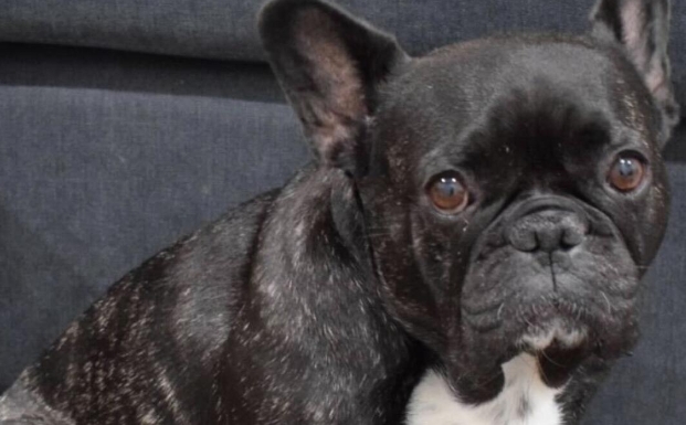 missing french bulldog