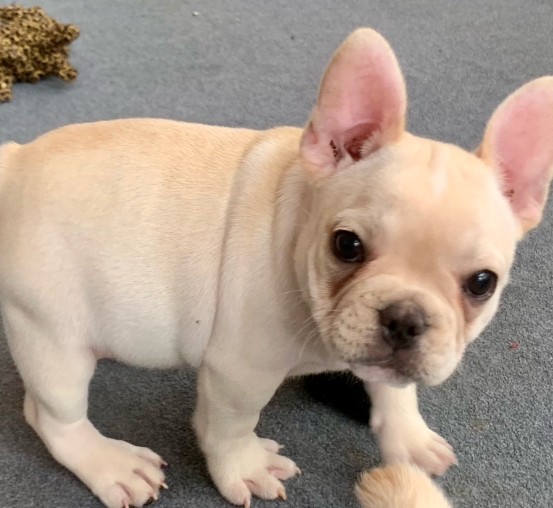 10 week old french bulldog