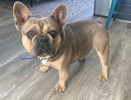 blue and tan french bulldog
