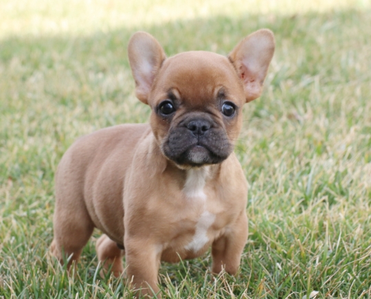 french bulldog puppies craigslist