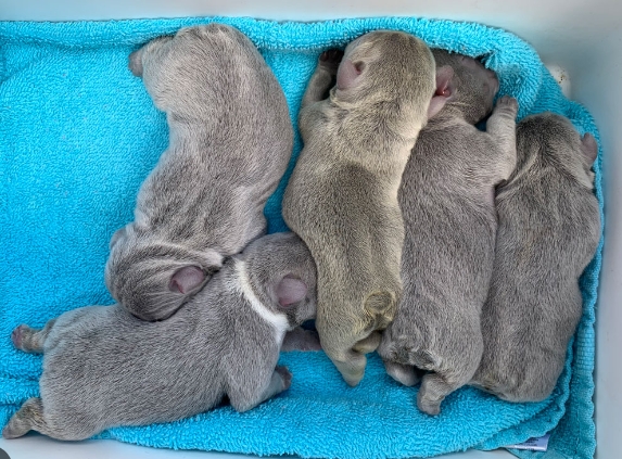 rockybound frenchies