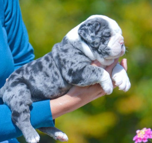 merle bulldog
