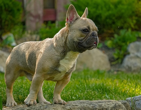 frenchton price