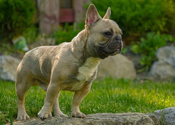 french bull dogs price