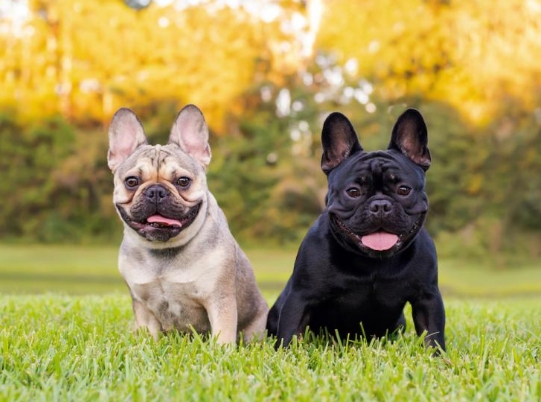 frenches dog