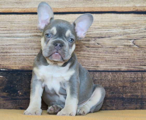 lilac tan french bulldog price