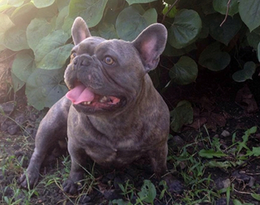 callahan french bulldogs