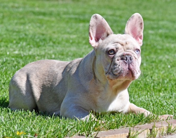 lilac fawn french bulldog price
