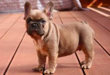 blue fawn french bulldog price