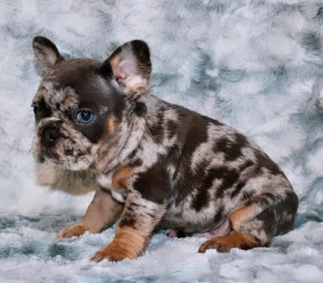 french bulldog blue merle price