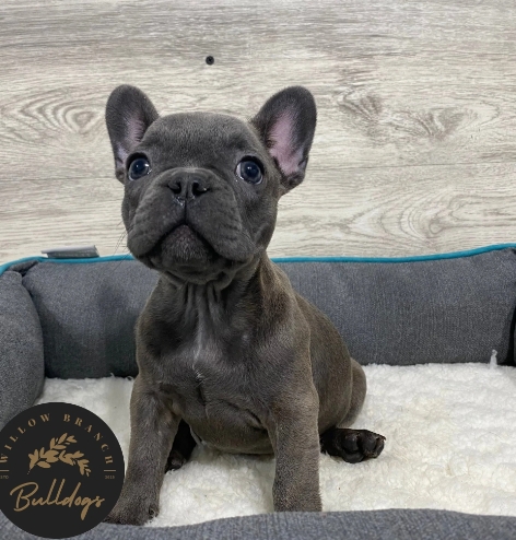 brindle french bulldog price