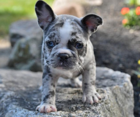 frenchton puppies for adoption