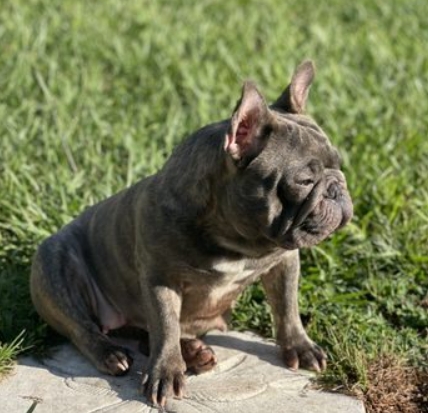 tatos frenchies