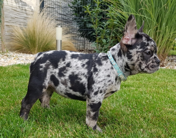 black frenchie