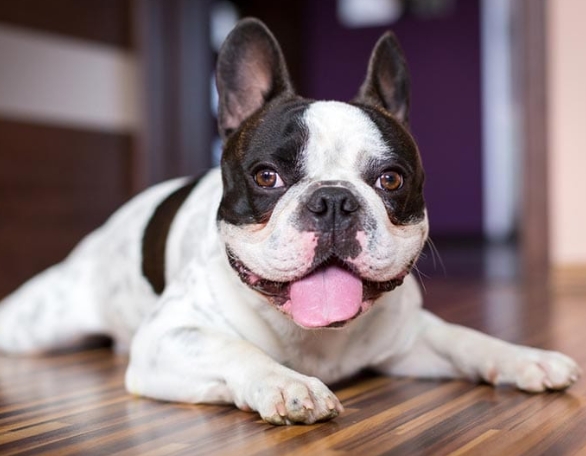 pied french bulldog