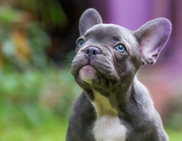 micro french bulldog price