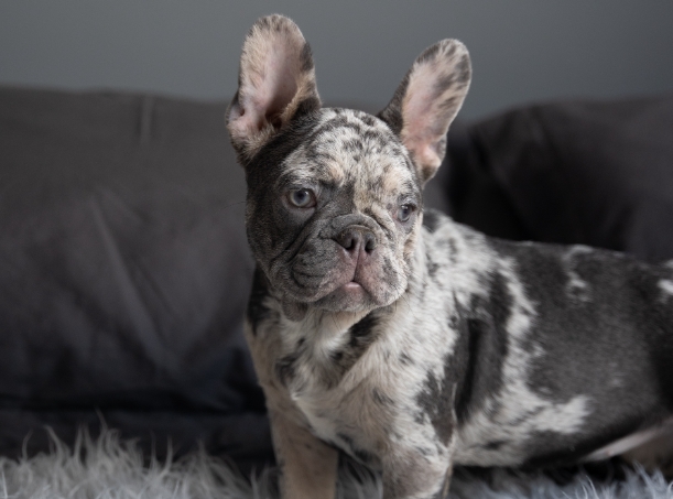 lilac brindle french bulldog